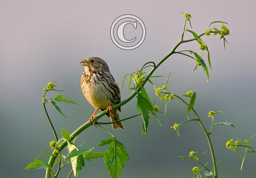 Corn Bunting 1.